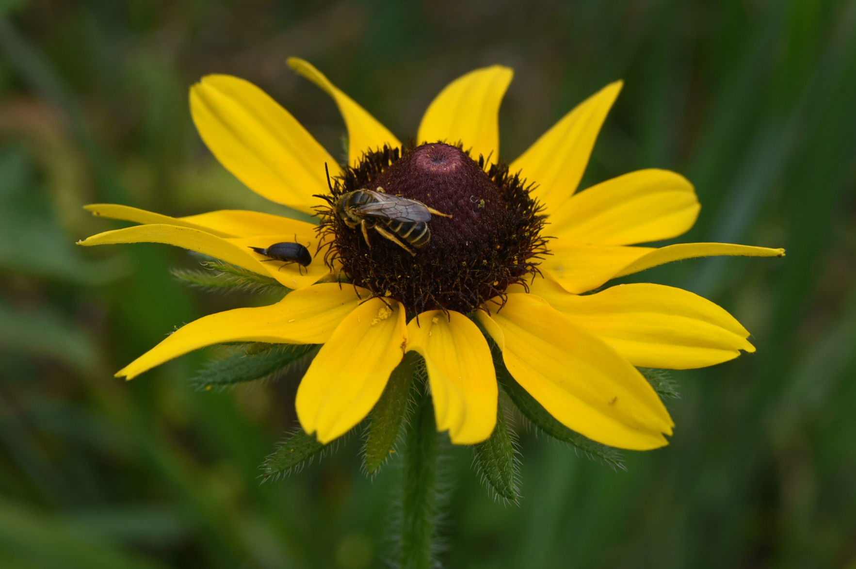 Pollinators